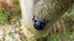 Anoplotrupes stercorosus