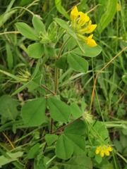 Lotus ornithopodioides