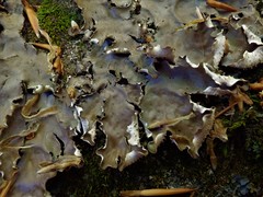 Peltigera horizontalis