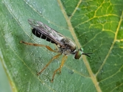 Atomosia rufipes