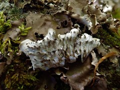 Peltigera horizontalis