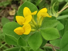 Lotus ornithopodioides