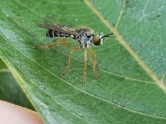 Atomosia rufipes