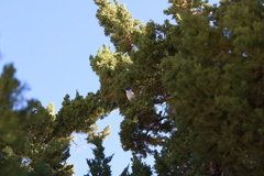 Aphelocoma californica