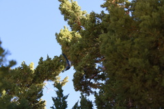 Aphelocoma californica