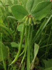 Lotus ornithopodioides
