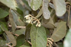 Mortoniodendron ocotense