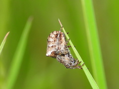 Gibbaranea bituberculata