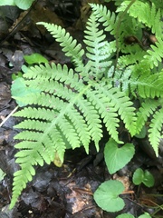 Phegopteris connectilis