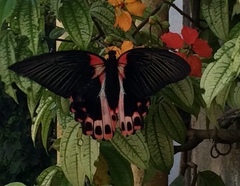Papilio rumanzovia