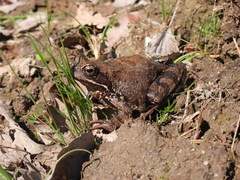 Rana temporaria