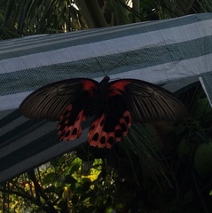 Papilio rumanzovia
