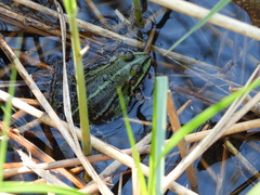 Pelophylax