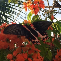 Papilio rumanzovia