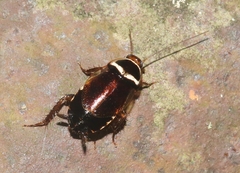 Euthlastoblatta abortiva