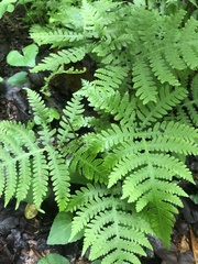 Phegopteris connectilis