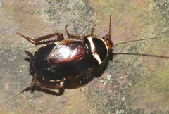 Euthlastoblatta abortiva