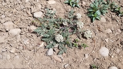 Lomatium nevadense nevadense