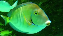 Acanthurus chirurgus
