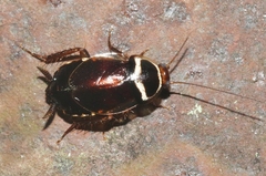 Euthlastoblatta abortiva