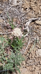 Lomatium nevadense nevadense