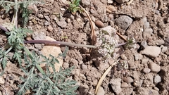 Lomatium nevadense nevadense