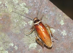 Euthlastoblatta abortiva