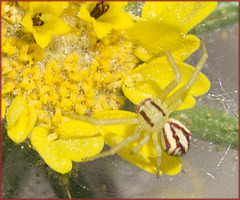 Mecaphesa schlingeri