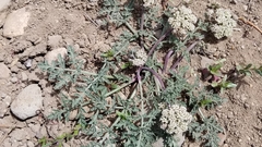 Lomatium nevadense nevadense