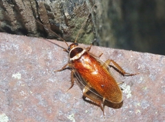 Euthlastoblatta abortiva