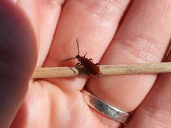 Schizotus pectinicornis