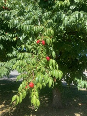 Libidibia monosperma