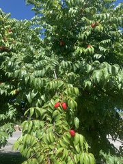 Libidibia monosperma