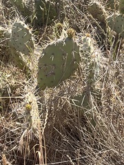 Opuntia littoralis × oricola