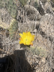 Opuntia littoralis × oricola