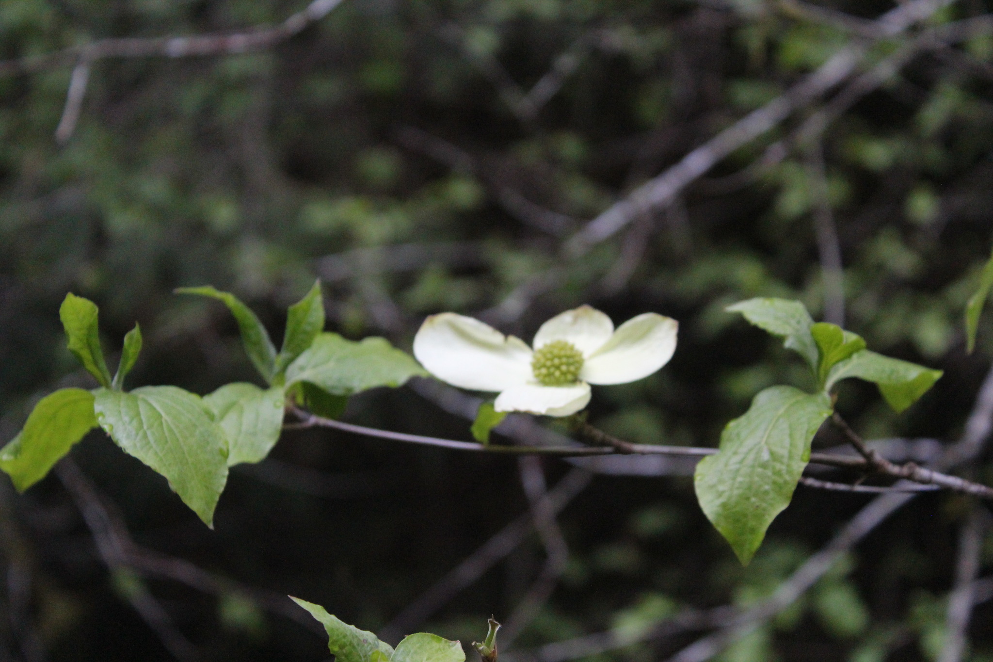 Cornus nuttallii