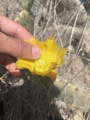 Opuntia littoralis × oricola
