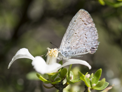 Celastrina echo cinerea