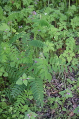 Vicia abbreviata