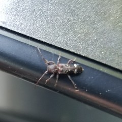 Psenocerus supernotatus