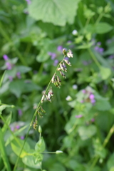 Melica picta