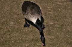 Branta canadensis