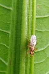 Norellisoma spinimanum