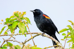 Agelaius phoeniceus caurinus