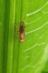 Norellisoma spinimanum