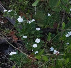 Catharanthus roseus image