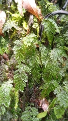 Hymenophyllum australe