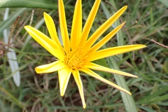 Gazania krebsiana serrulata