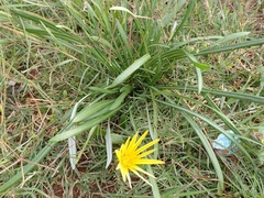 Gazania krebsiana serrulata