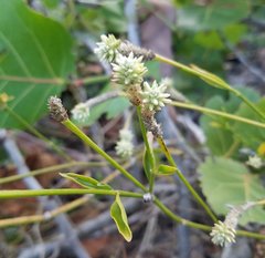 Alternanthera flavescens